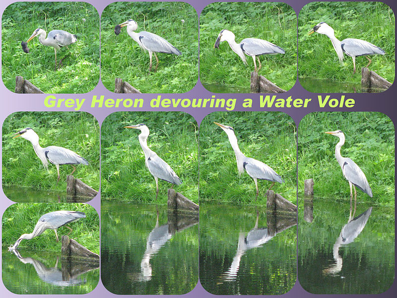 File:Grey Heron devouring a Water Vole.jpg