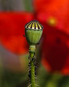 Klatschmohn IMG 0911.jpg