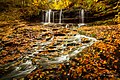 Autumn Carpet (126633555).jpeg