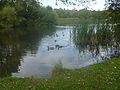Backwell lake 4.jpg