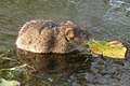 Water vole - Arvicola amphibius 2b.jpg