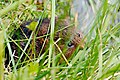 Water Vole - RSPB Fowlmere (33476161413).jpg