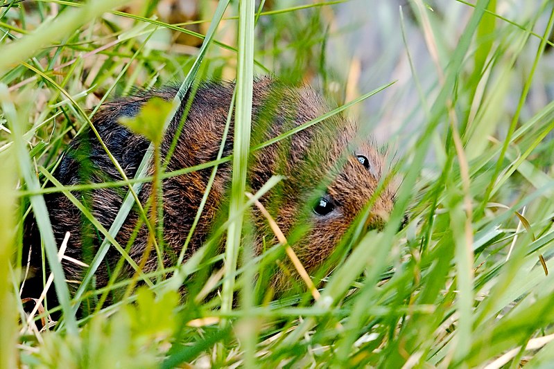 File:Water Vole - RSPB Fowlmere (33476161413).jpg