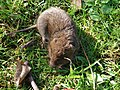 Arvicola terrestris, NRW.jpg