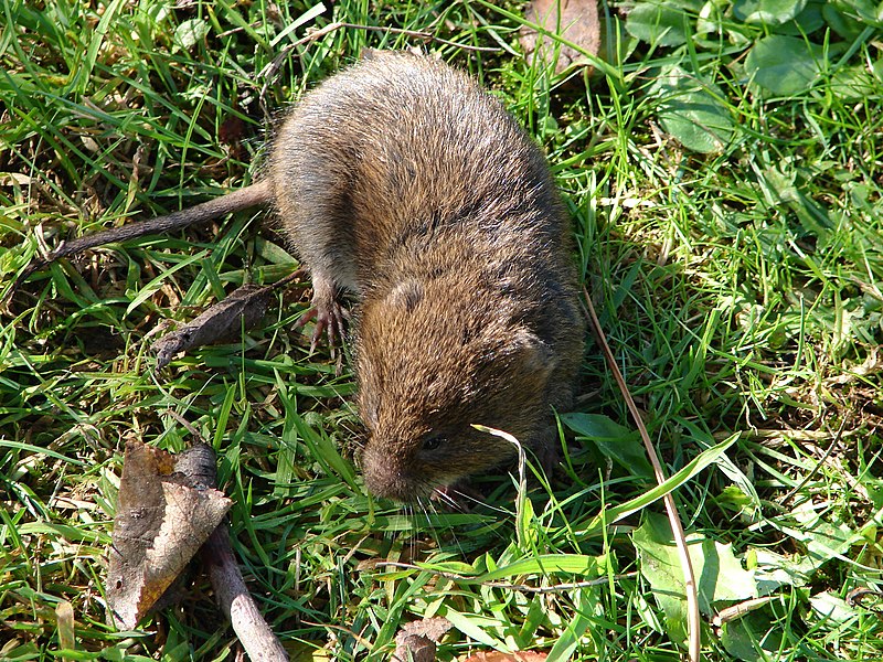 File:Arvicola terrestris, NRW.jpg