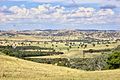 Field near Holbrook, NSW in summer.jpg