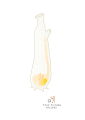 201109 Ciona.svg