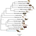 Phylogenetic Tree of Rodentia.jpg
