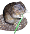 Water.vole.arp white BG.png
