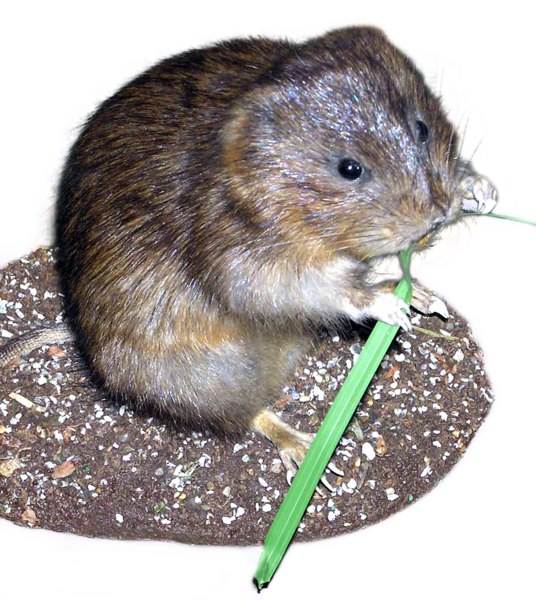 File:Water.vole.arp white BG.png