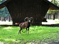 Ovis orientalis musimon.jpg