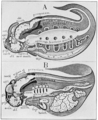 PSM V82 D436 Diagram of the median sections of an arachnid and a vertebrate.png