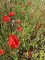 Coquelicots - Les Vieux Salins, Espace Nature - Les Salins-d'Hyères 06.jpg