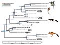 Zenkerella phylogenetic hypothesis.jpg
