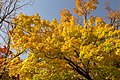 Autumn Leaves (125453947).jpeg