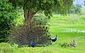 Bird Majur.jpg