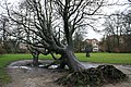Uprooted tree - Vondelpark.jpg