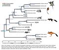 Zenkerella phylogney.jpg