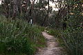 Nail Can Hill path.JPG