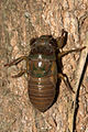 Arunta perulata emerging 01.jpg