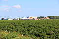 Alghero - Cantine di Sella & Mosca (01).JPG