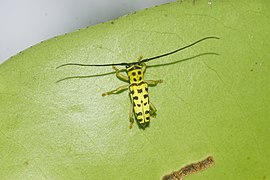 Glenea multiguttata 9263.jpg