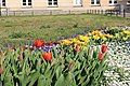 Flowers on Potsdam street 6 (April, 2018).jpg