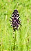 Hortus Haren 18-05-2019. (actm.) 07.jpg