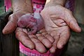 Little Bunny In Hands (121780523).jpeg