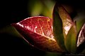 Autumn Leaves (129778775).jpeg