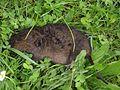 Arvicola terrestris (European water vole).JPG