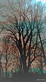 Autumn Skies (234174883).jpeg
