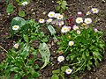 Bellis (Russia).JPG