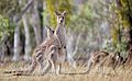 Eastern Grey kangaroo, Majura Nature Reserve ACT 02.jpg