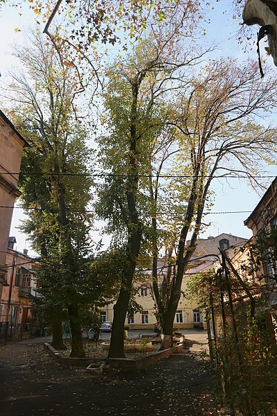File:! 51-101-5009 Каштан кінський.jpg