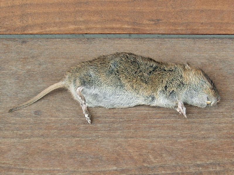 File:Arvicola terrestris dead2.JPG