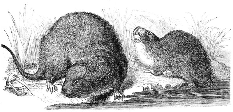 File:Wasserratte-drawing.jpg