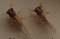 AustralianMuseum cicada specimen 21.JPG