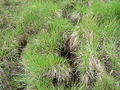 Water Vole Burrows - geograph.org.uk - 847563.jpg