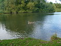 Backwell lake 3.jpg