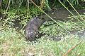 Water vole approaching 2.jpg