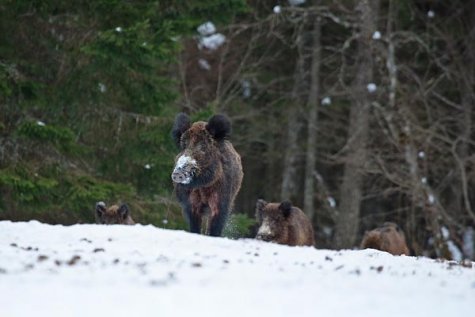 Metsseakari. Esiplaanil emis.