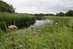 Navesti jõgi. Lepakose
