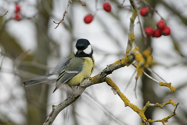 Autumn of great tits