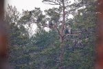 Hommikune rivistus: 9 merikotkast männivõras