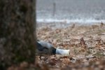 Pärast hingedepäeva. Vares sööb küünalt