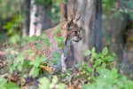 Ilves. Elistvere loomapark 234