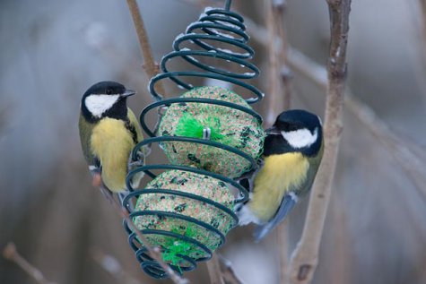 Great tit research news