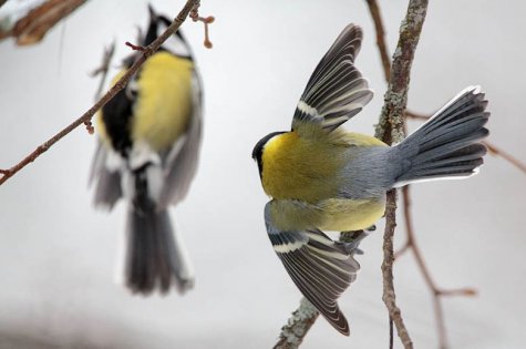 Are city or country tits healthier?