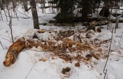 http://www.360.ee/cache/multithumb_thumbs/c.250.160.16777215.0...images.stories.blogi-pildid.karumatk%2014.jpg